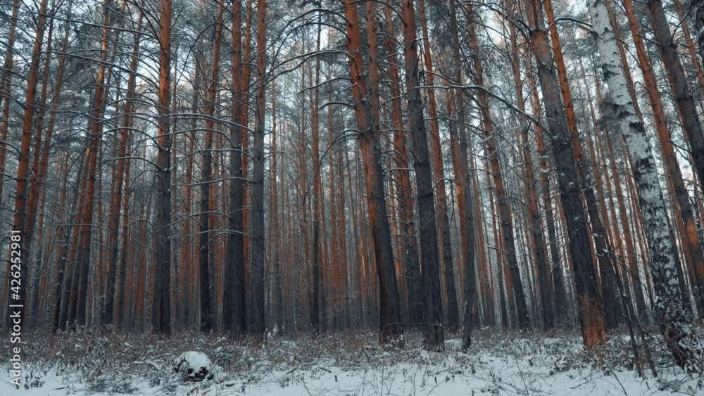 Snowy and Magical Pine Forest in Winter. Walk Through the Winter Forest With Snow-Covered Trees on a Beautiful Frosty Morning. Smooth Camera Movement. Winter Concept of Beauty of Nature and Forest Snowy and Magical Pine Forest in Winter. Walk Through the Winter Forest With Snow-Covered Trees on a Beautiful Frosty Morning. Smooth Camera Movement. Winter Concept of Beauty of Nature and Forest