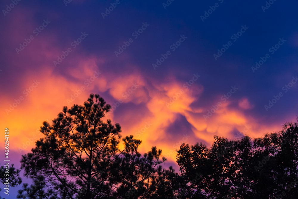 colorful sky in sunset over forest