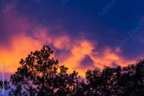 colorful sky in sunset over forest