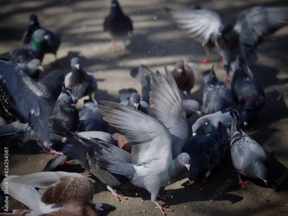 Pigeons Pigeons