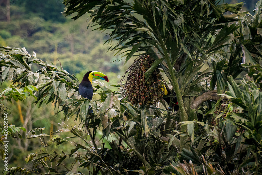 Beautiful toucan eating in palm tree Beautiful toucan eating in palm tree