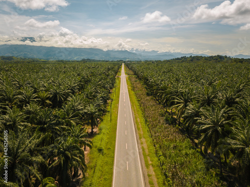 Aerial view of palm plantations and roads