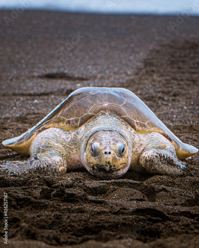 Pretty turtles spawning on the beach