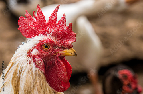 Rooster face details