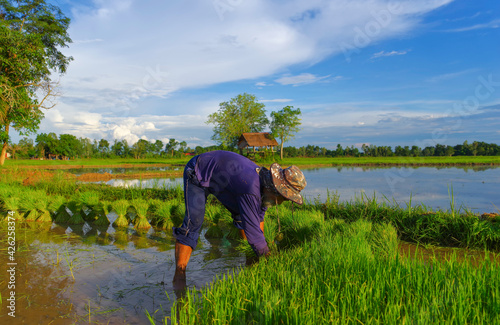 Farmer working in rice field, agriculture plantation rice seedlings for organic farming on the farm plantation, traditional Asian non-chemical rice cultivation