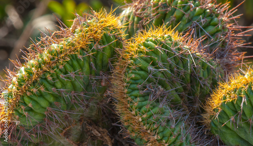 Beautiful day light on cactus  closeup shoot in the park New Delhi India.