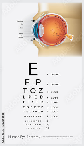 Human Eye Anatomy with Eye Vision for Glasses Vector Illustration photo