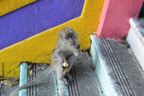 Photography Batu Caves, Kuala Lumpur, Malaysia