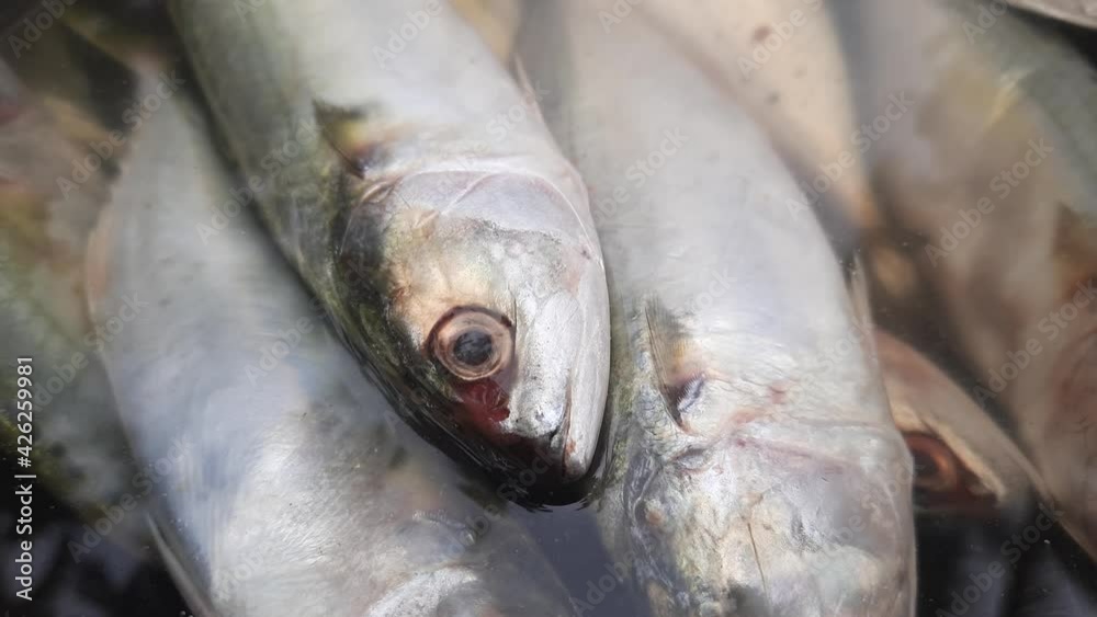 Close up of fresh fish in container with water. Static, high angle Close up of fresh fish in container with water. Static, high angle