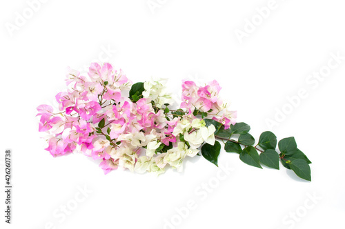 Bougainvillea flower isolated on white background.