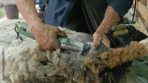 Men shearer shearing sheep at agricultural show in competition. Electric professional sheep manual hair clipper sheep cutting shearing machine. photo