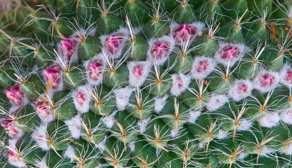 Cactus_Mammillaria in the park new Delhi India Cactus_Mammillaria in the park new Delhi India