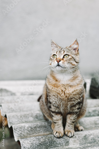 Striped European shorthair cat. Street Cat Sitting.