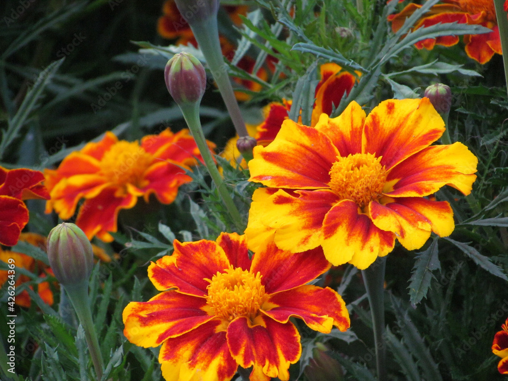 marigolds, saffron yellow, orange live summer