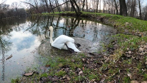The white swan swims away from the shore of the lake.