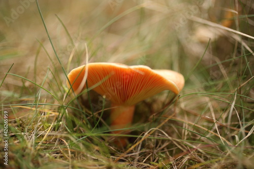 Saffron milk caps or lactarius deliciosus showing its texture