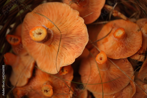 Quadro su tela Saffron milk caps or lactarius deliciosus showing its texture