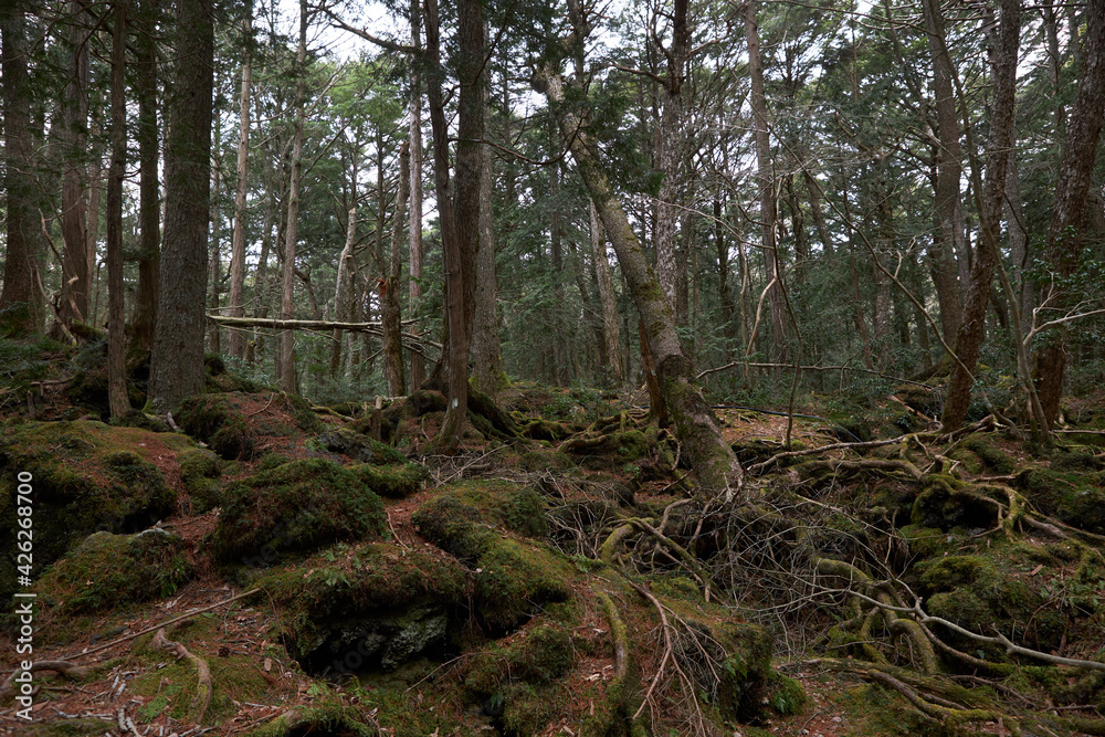 Obraz premium path in the woods