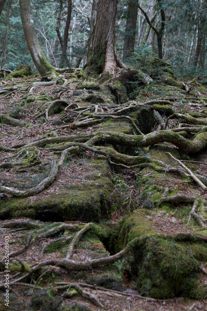 tree in the woods tree in the woods