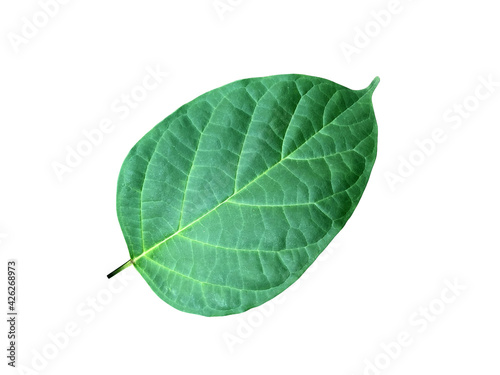 Green leaves isolated set on white background, clipping path.