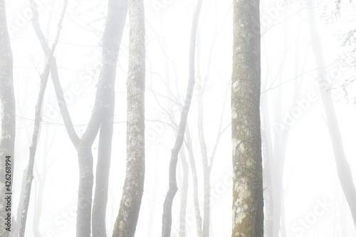 forest in fog © N/ymzk