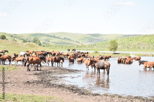 herd of horses © Марина Черепанова