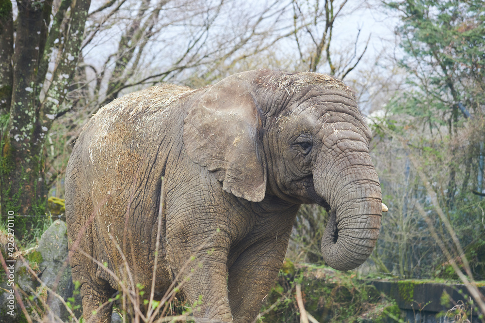 Fototapeta premium old elephant