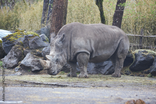 rhino in the zoo