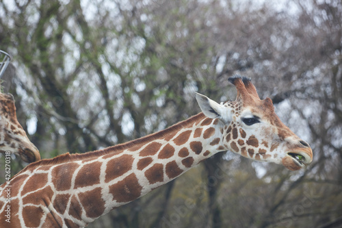 Canvas Print giraffe in zoo