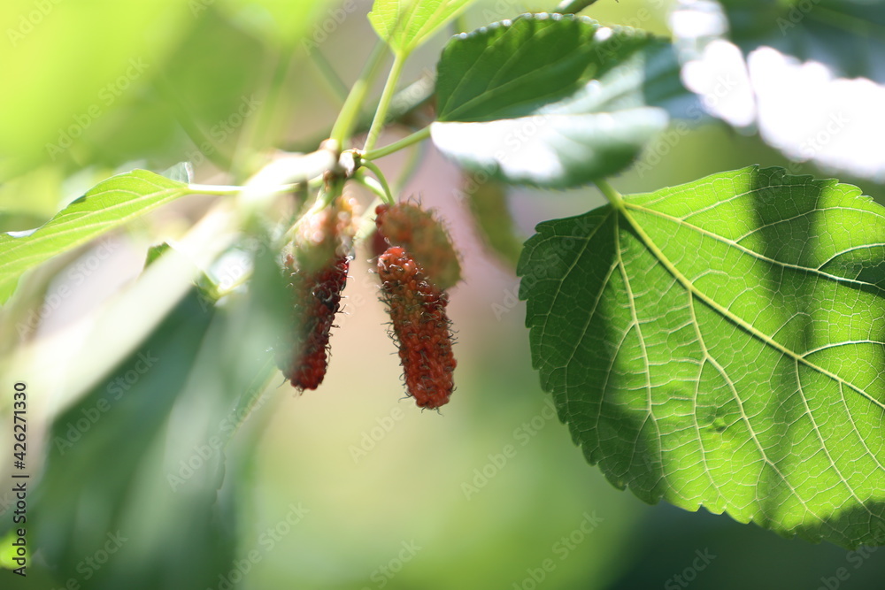 mulberries with green leaves background growing in the garden mulberries with green leaves background growing in the garden
