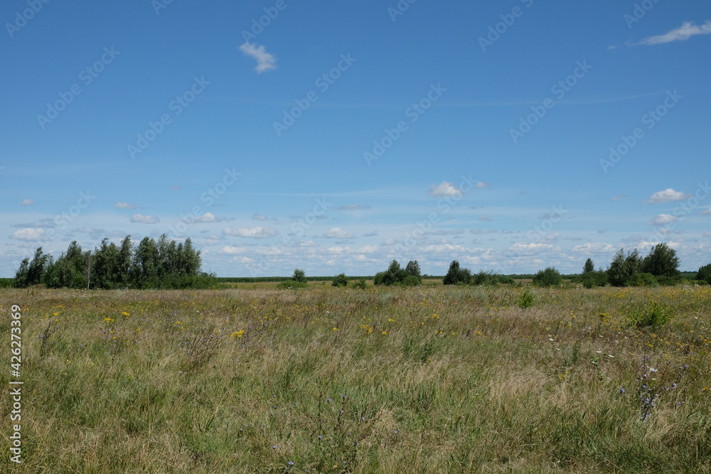 Various steppe herbs under the blue sky. Several trees in the steppe. Scenery.