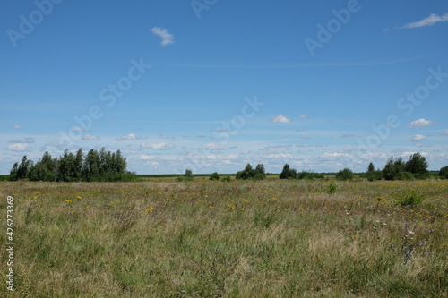 Various steppe herbs under the blue sky. Several trees in the steppe. Scenery.