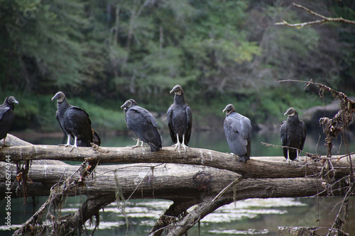 Fotografie Closeup shot of black vulture birds on a tree branch