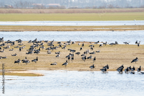 A large flock of Barnacle Geese walk and swim in a row through the lake to the other side. In the background a large group of birds and grass