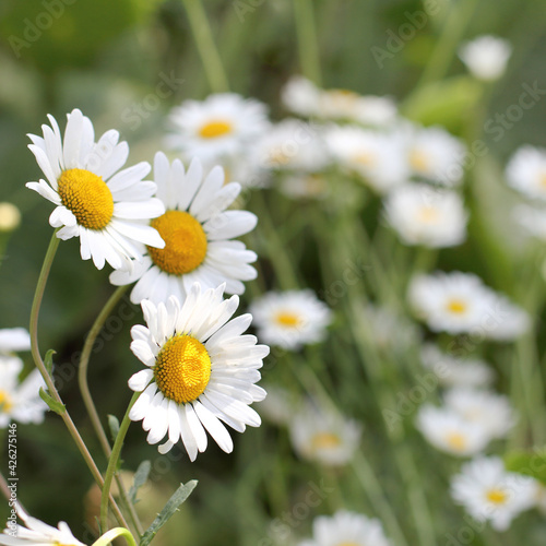 chamomile close-up in the meadow. summer wildflowers