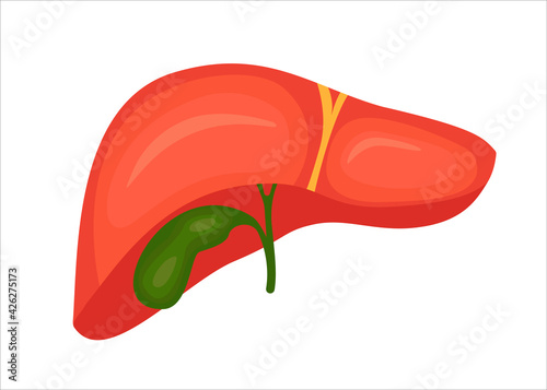 liver with a gallbladder. vector illustration in cartoon style.