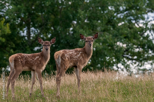 The Red Deer  Cervus elaphus   in Poland