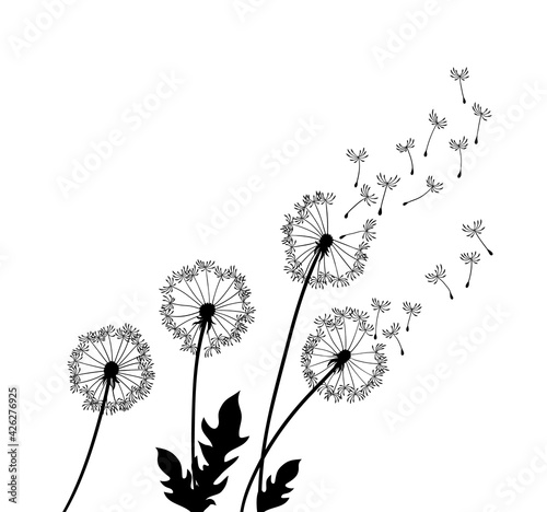 Dandelion wind blow background. Black silhouette with flying dandelion buds on a white. Abstract flying seeds. Floral scene design