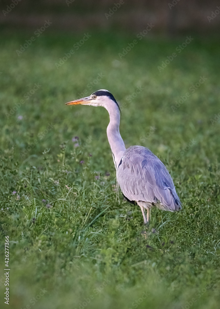 Fototapeta premium great blue heron