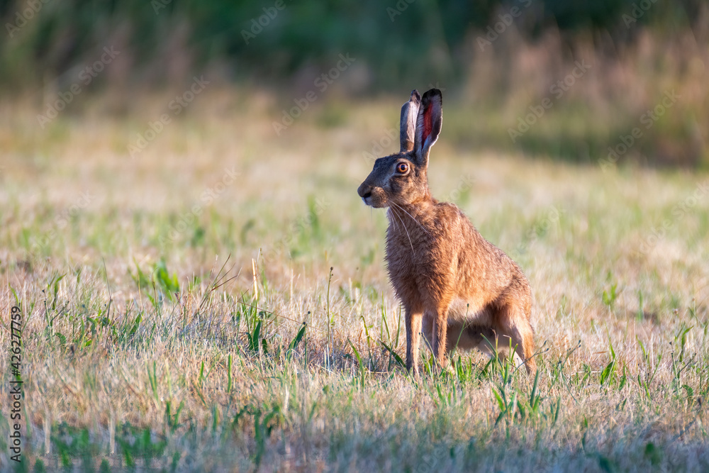 European brown hare. Lepus europaeus. European hare. Rabbit on the ground. Wild rabbit. European wild hare European brown hare. Lepus europaeus. European hare. Rabbit on the ground. Wild rabbit. European wild hare