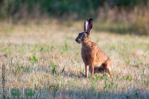 European brown hare. Lepus europaeus. European hare. Rabbit on the ground. Wild rabbit. European wild hare