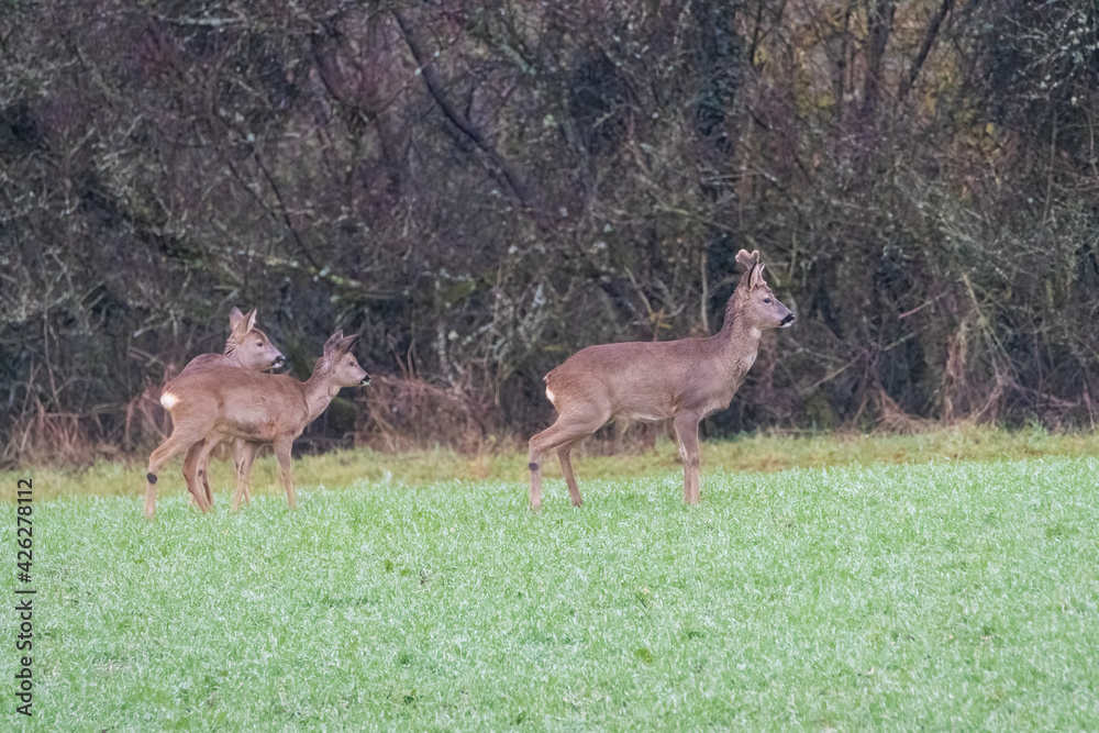 Deer on the green field. Deer in the grass. Capreolus capreolus. Deer in the forest Deer on the green field. Deer in the grass. Capreolus capreolus. Deer in the forest