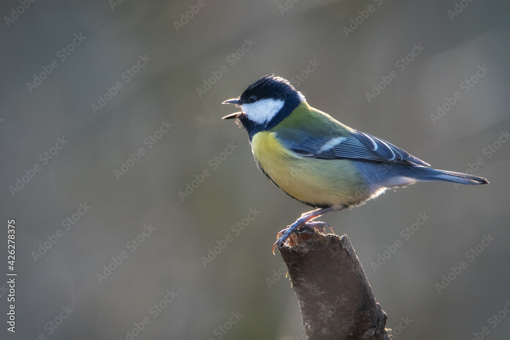 Obraz premium Tit on branch. Close-up of great tit. Parus major - birds-spring. 