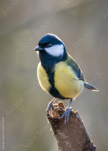 Tit on branch. Close-up of great tit. Parus major - birds-spring. 