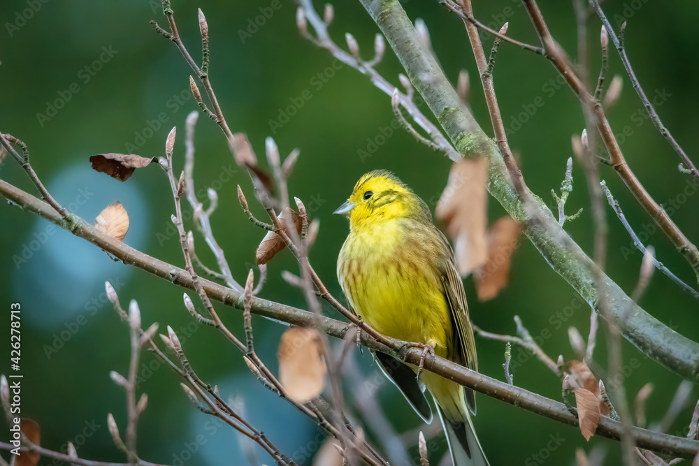 Yellowhammer Emberiza citrinella - portrait, closeup. Yellow bird