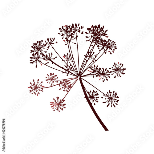 One vector branch of dill seeds is on a white background