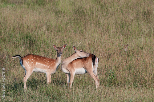 The Fallow Deer (Dama dama) in Poland