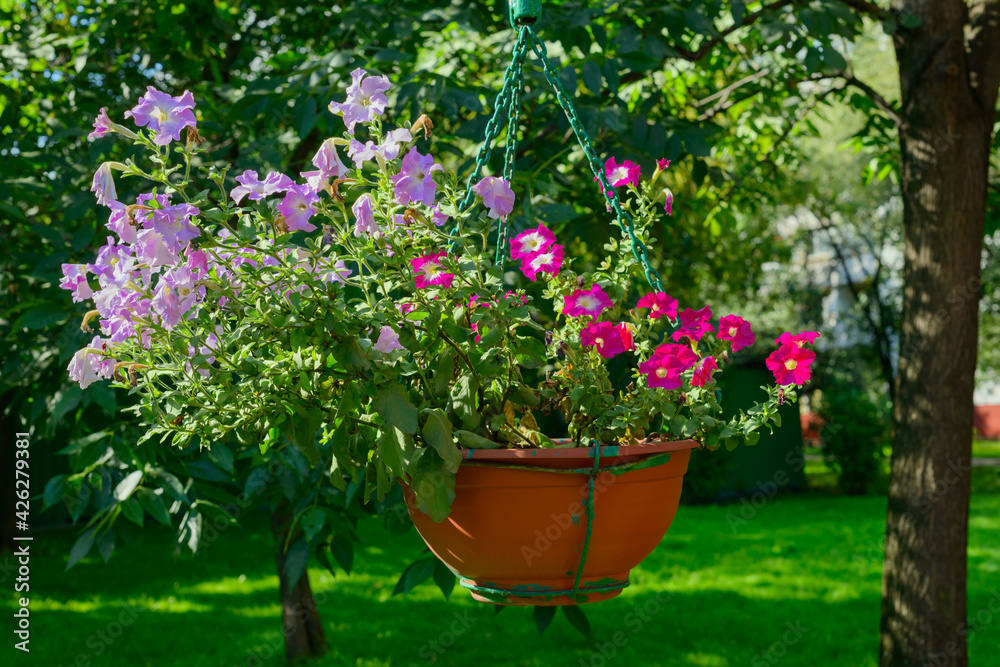 Hanging planters with purple flowers in a green garden