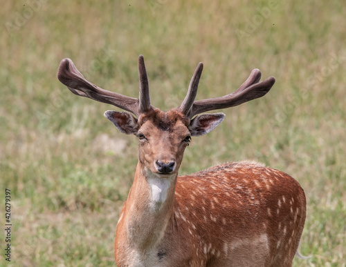 The Fallow Deer  Dama dama  in Poland