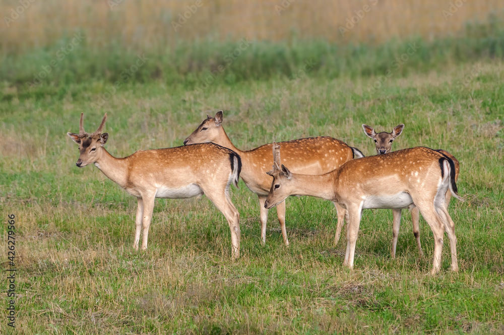 The Fallow Deer (Dama dama) in Poland The Fallow Deer (Dama dama) in Poland